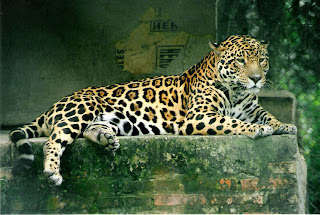 What color is a jaguar What color is a jaguar